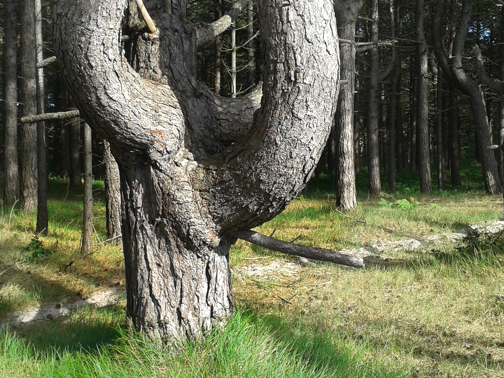 Riesen aus Holz – Baumwanderungen